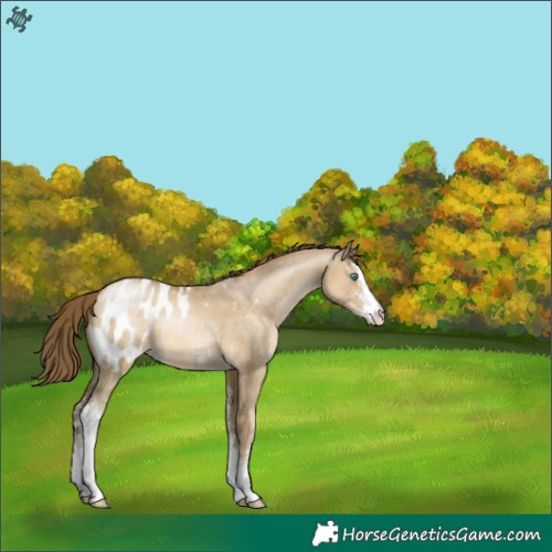 Horse Color:Smoky Grullo Pearl Sabino Appaloosa 