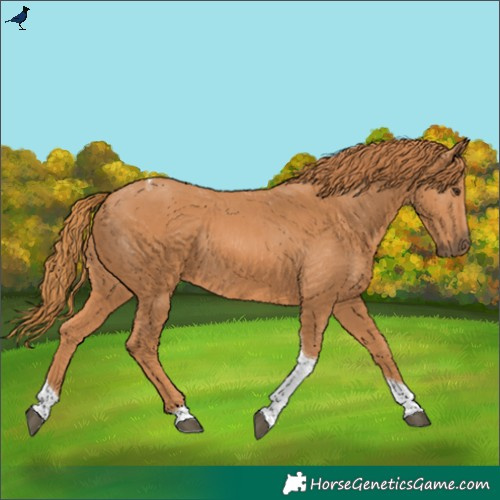 Horse Color:Chestnut Tobiano Rabicano 
