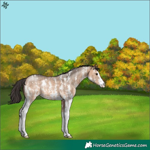 Horse Color:Bay Dun Sabino 