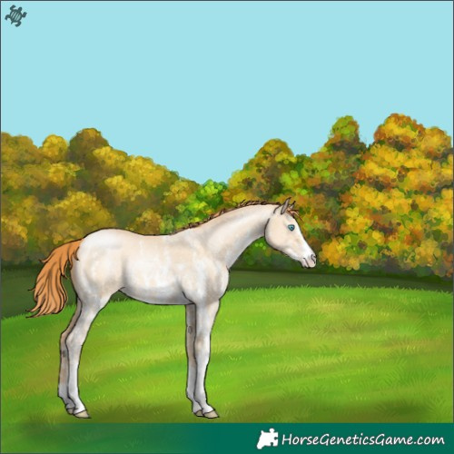 Horse Color:Buckskin Pearl Dun Sabino 