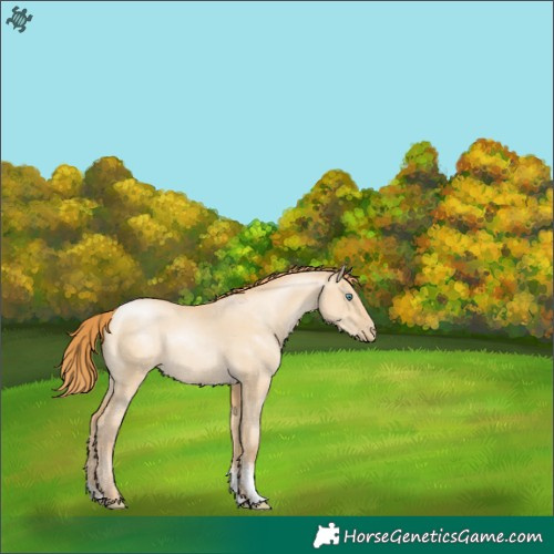 Horse Color:Smoky Grullo Pearl Sabino 