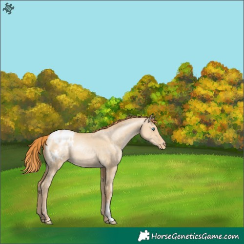 Horse Color:Smoky Grullo Pearl Sabino Appaloosa 