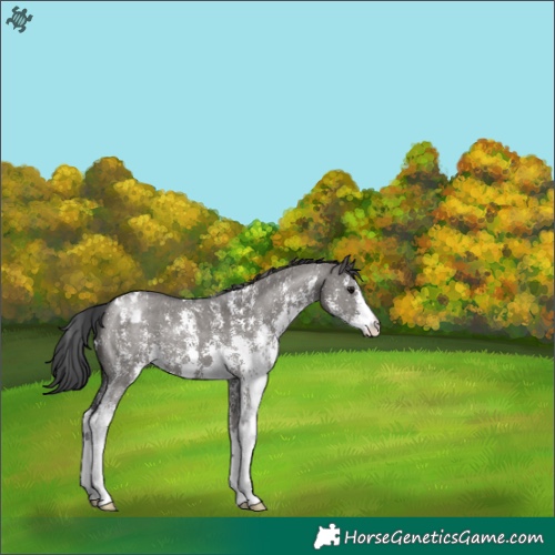 Horse Color:Grullo Sabino Appaloosa 