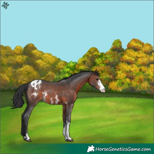 Horse Color:Brown Sabino Appaloosa