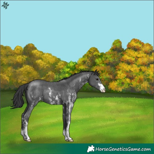 Horse Color:Black Sabino Appaloosa