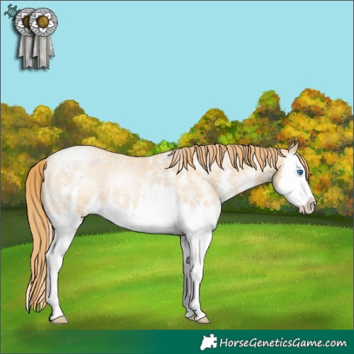 Horse Color:Smoky Black Pearl Sabino Splash 