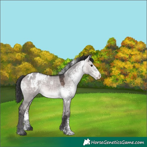 Horse Color:Platinum White Spotted Bay Dun Sabino Appaloosa 