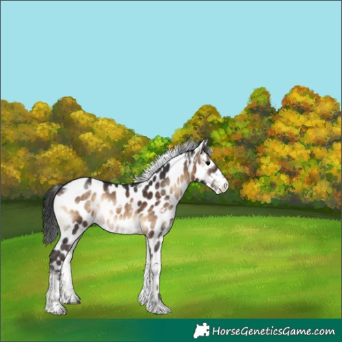 Horse Color:White Spotted Brown Onyx Sabino Appaloosa 