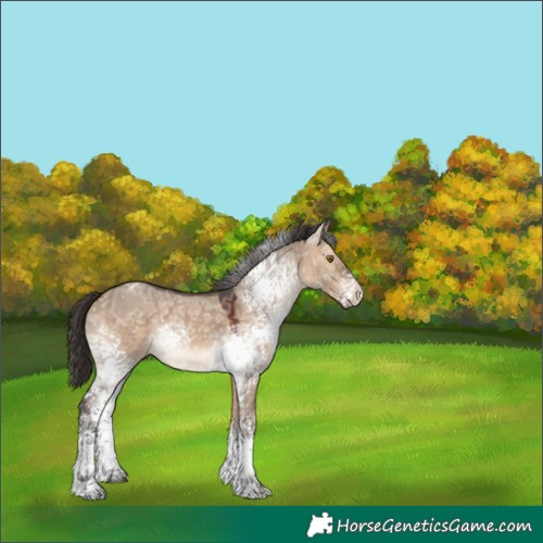 Horse Color:White Spotted Bay Ice Dun Tobiano Rabicano 