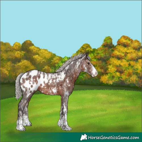 Horse Color:White Spotted Silver Bay Ice Sabino Appaloosa 