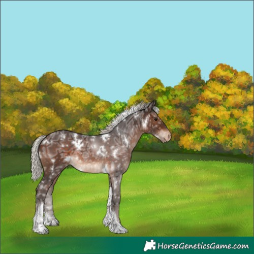 Horse Color:White Spotted Silver Bay Ice Tobiano Appaloosa 