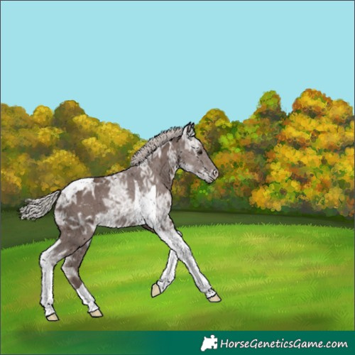 Horse Color:Silver Black Ice Tobiano 