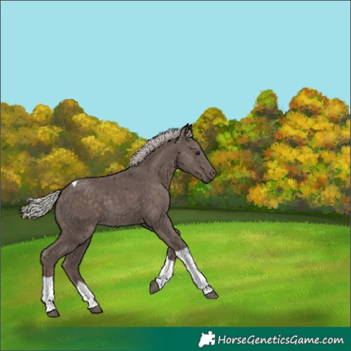 Horse Color:Silver Black Tobiano 