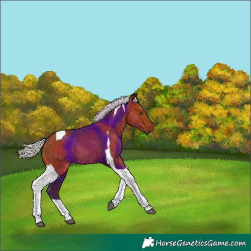 Horse Color:Silver Brown Tobiano 