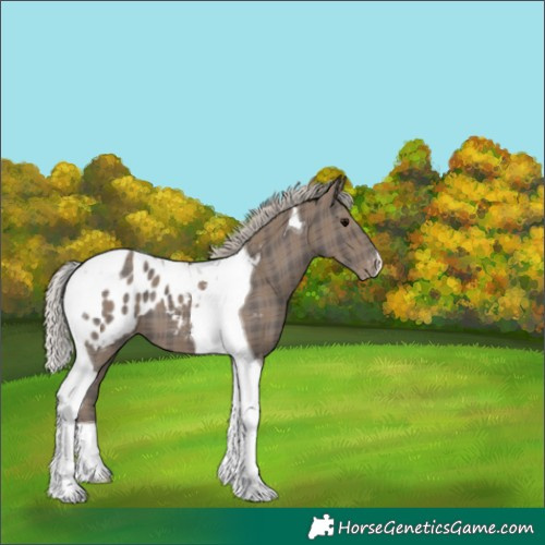 Horse Color:Plaid  Silver Black Tobiano Appaloosa 