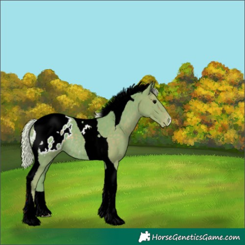 Horse Color:Watercolor Silver Black Tobiano Appaloosa Rabicano 