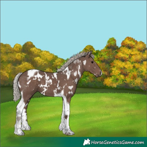 Horse Color:White Spotted Silver Black Tobiano 