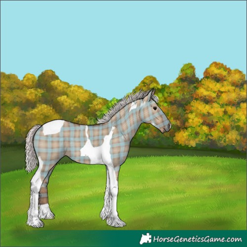 Horse Color:Plaid  Silver Grullo Tobiano 