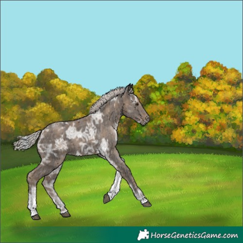 Horse Color:Plaid  Silver Black Ice Tobiano 