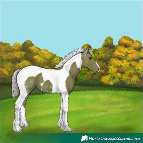Horse Color:Watercolor Silver Smoky Black Tobiano 