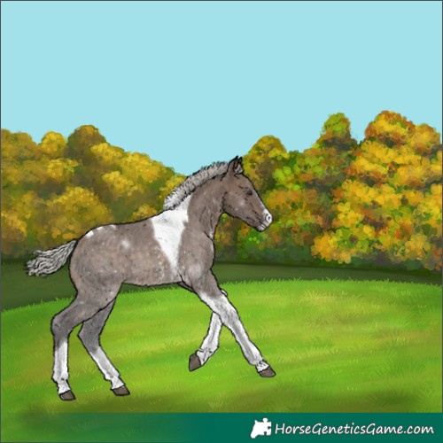 Horse Color:Silver Brown Dun Sabino Tobiano 