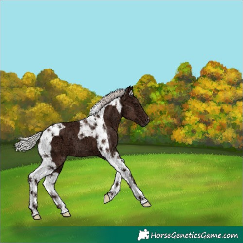 Horse Color:Silver Black Ice Tobiano 