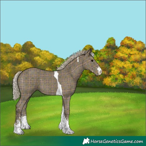 Horse Color:Plaid  Silver Black Sabino Tobiano 