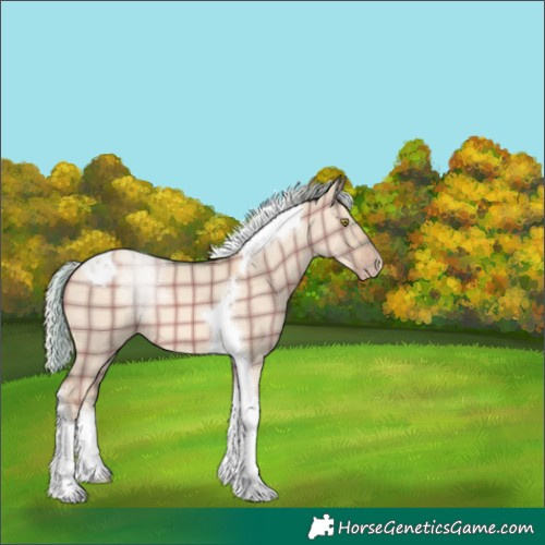 Horse Color:Plaid  Silver Sable Champagne Dun Tobiano 