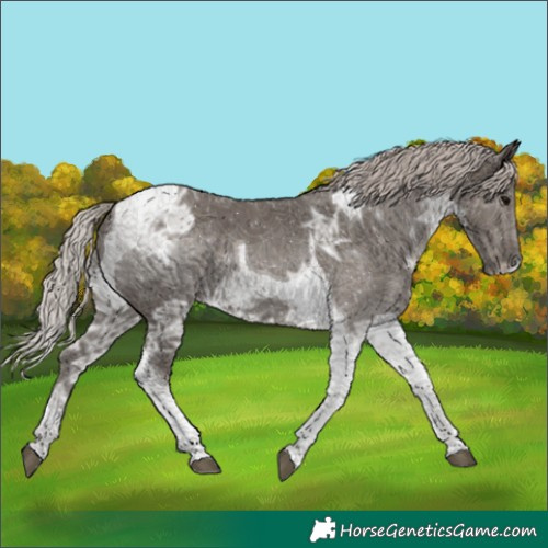 Horse Color:Silver Black Ice Tobiano 
