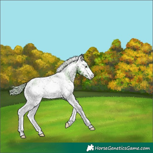 Horse Color:Watercolor White Spotted Silver Black Ice Tobiano 