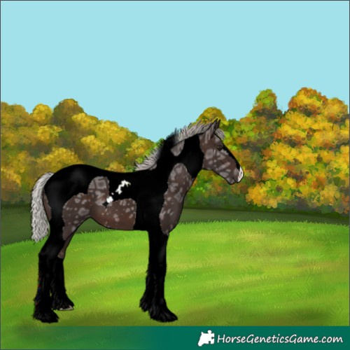 Horse Color:Silver Brown Ice Tobiano 