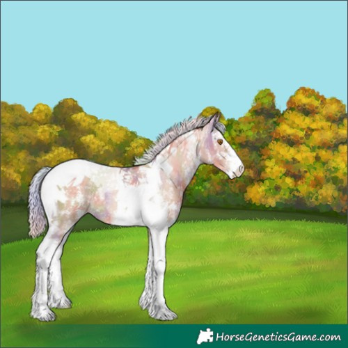 Horse Color:Nacre Silver Classic Champagne Sabino Tobiano Appaloosa 