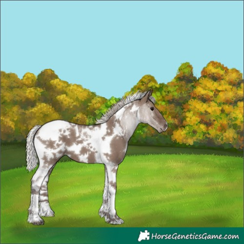 Horse Color:White Spotted Silver Grullo Tobiano 