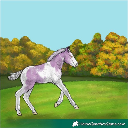 Horse Color:Watercolor White Spotted Silver Classic Champagne Tobiano 