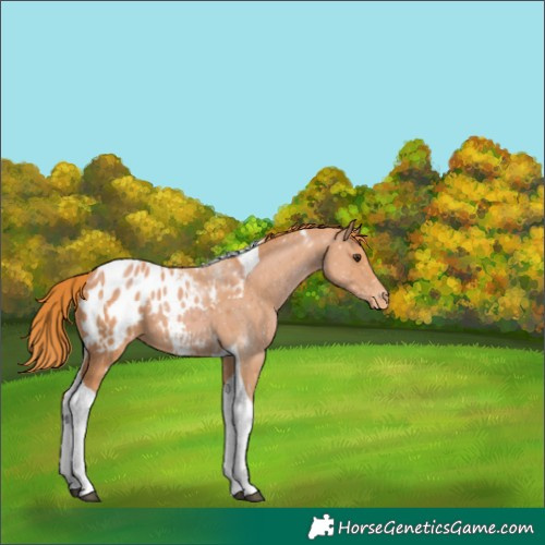 Horse Color:Chestnut Tobiano Appaloosa 