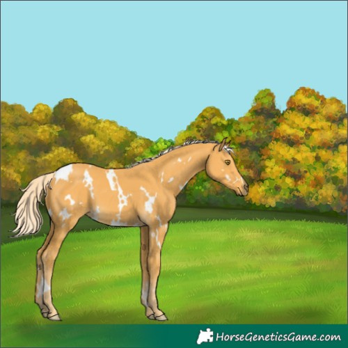 Horse Color:White Spotted Palomino 