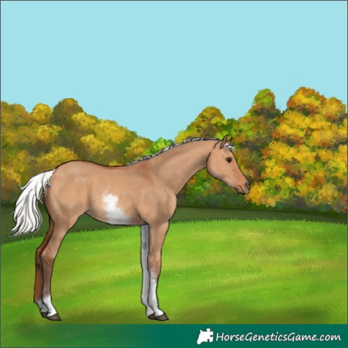 Horse Color:White Spotted Silver Bay Dun
