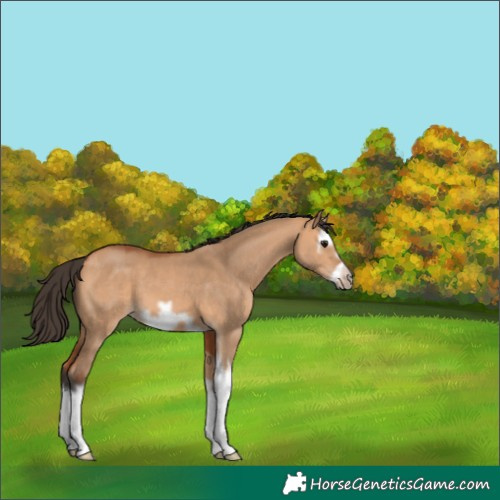 Horse Color:Bay Dun Splash Frame