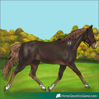 Horse Color:Liver Chestnut 