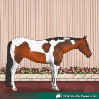 Horse Color:Brown Tobiano