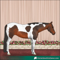 Horse Color:Brown Tobiano 
