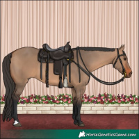 Horse Color:Bay Dun 