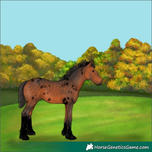 Horse Color:Void White Spotted Bay 
