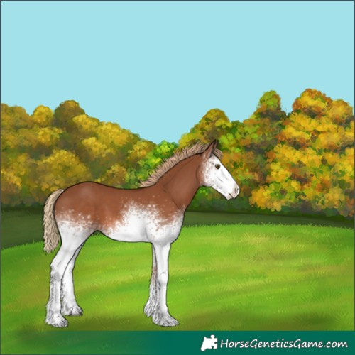 Horse Color:White Spotted Chestnut 