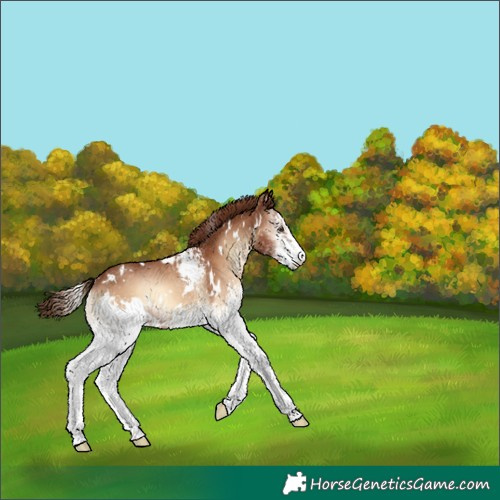 Horse Color:White Spotted Red Onyx 