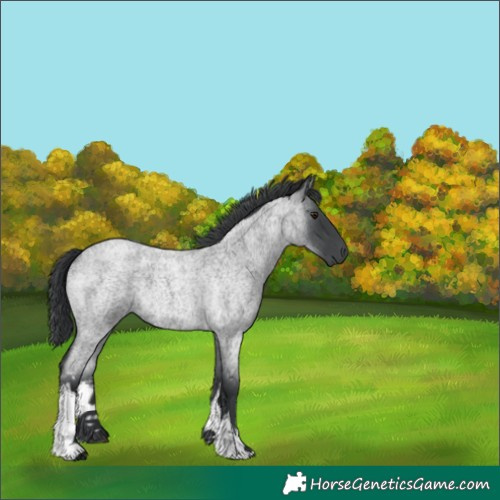 Horse Color:White Spotted Blue Chinchilla Roan 