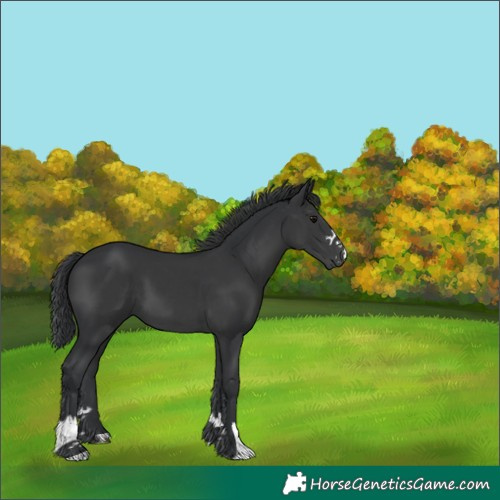 Horse Color:Black 