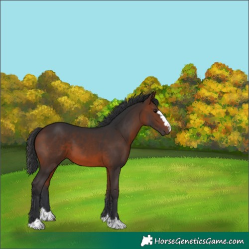 Horse Color:Brown 