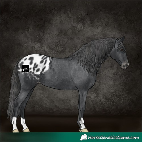 Horse Color:Black Appaloosa 