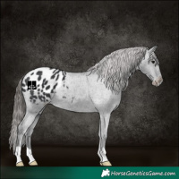 Horse Color:Black Appaloosa 